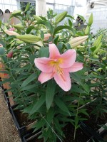 [5237 Fenice 2N No01.JPG]